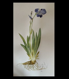 Acuarela creada por Rosa Gil.